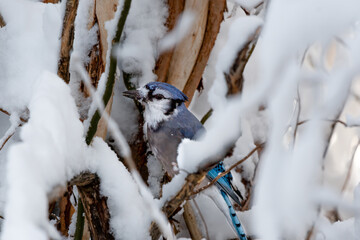 Beautiful Blue Jay Perched on a Snow Covered Branch