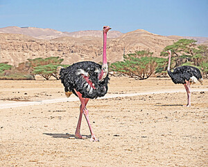 Ostrich in Hai-Bar Nature Reserve, Israel