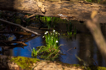 Spring white flower of Bledule - Leucojum vernum with green leaves in wild nature in floodplain forest. Spring flower