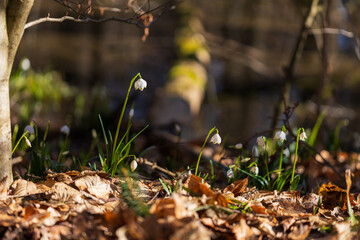 Spring white flower of Bledule - Leucojum vernum with green leaves in wild nature in floodplain forest. Spring flower