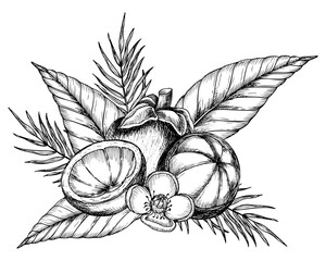 Mangosteen with palm leaves and flowers. Vector hand drawn illustration of exotic tropical Fruit painted by black inks. Drawing of asian food with garcinia and juicy slices. Sketch of mangostana. - obrazy, fototapety, plakaty