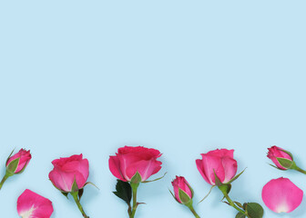 Fototapeta premium Banner with pink roses on light blue background. Place for your text.