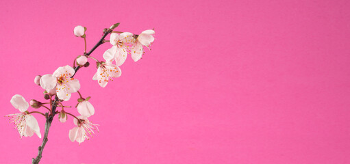 Fototapeta na wymiar cherry blossoms on branch,springtime background or template wirh large copy space