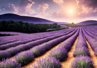 Lavender field at sunset against the backdrop of mountains.