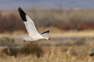 Snow goose in flight