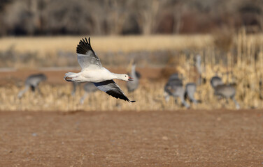 Snow Goose in Flight