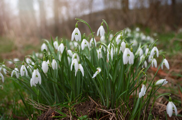 Snowdrop flowers blooming in winter and spring, sunlight shinning through the blossoms and leaves,...