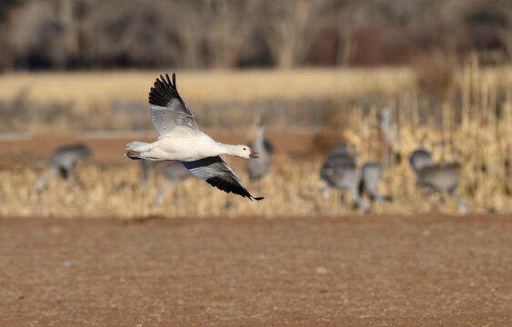 Snow Goose in Flight