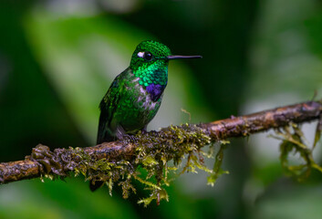 Purple-bibbed Whitetip Sitting in the Rain