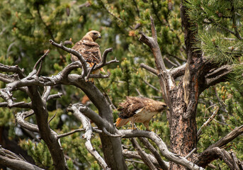 Red-tailed Hawk Pair Peched in a Treetop