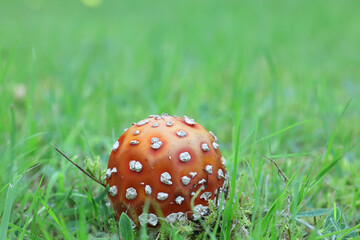  Fly agaric, Amanita muscaria, also known as fly amanita, poisonous mushroom from Finland