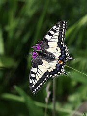Swallotail, Papilio machaon, also known as old world swallowtail, butterfly from Finland