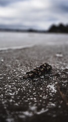Seeds of Life: Close-Up of Nature's Elements in Sand and Soil