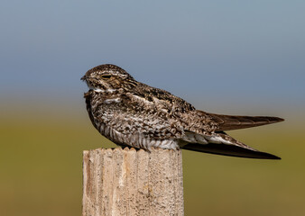 Common Nighthawk on a Fencepost in Colorado