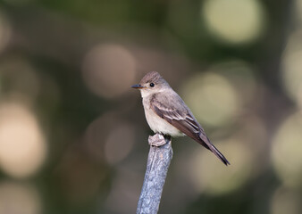 A Western Wood-Pewee Perched on a Tree Branch