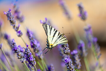 White Machaon Swallowtail Butterfly rests upon lavender blossoms