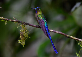 A Violet-tailed Sylph Perched on a Branch