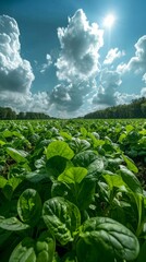 Organic fresh spinach field