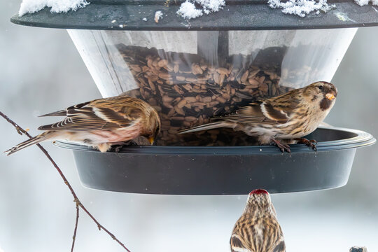 Several redpolls gather at a feeding place in heavy snowfall