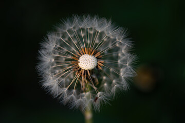 Dandelion against a black background with detailed depictions and an ant