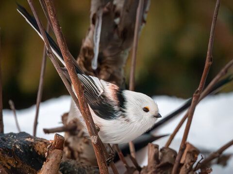 long-tailed tit between branches