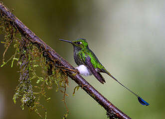 White-booted Racket-tail in the Mindo Clooud Forest