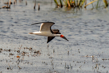 Solitary Black Skimmer in Flight