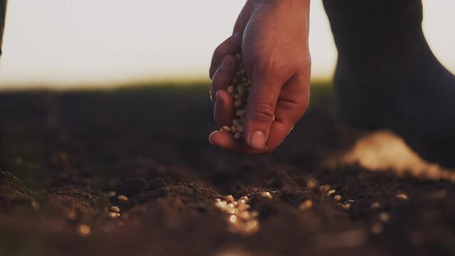 soybean agriculture. farmers hand a plants soybean grains in agricultural soil. agriculture business farm soybean concept. Farmer sows soybean grains. lifestyle soy farm concept