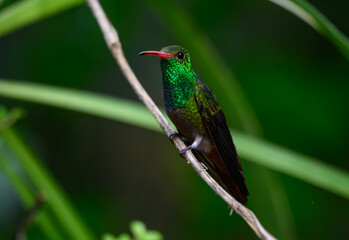 A Rufous-tailed Hummingbird Perched on a Branch