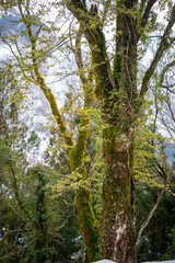 雪国の新緑の木