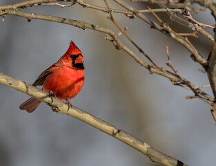 red cardinal sits on tree branch in spring