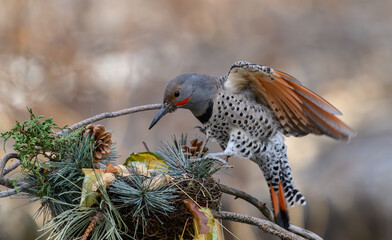 Northern Flicker Landing on Feeder