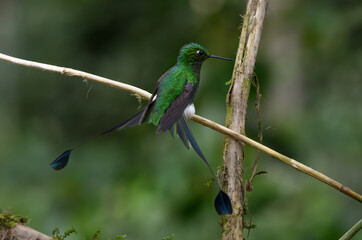 Fototapeta premium White-booted Racket-tail in the Mindo Clooud Forest