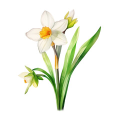 Fototapeta premium daffodils isolated on white