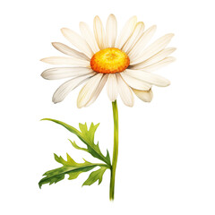 Fototapeta premium daisy flower isolated on white