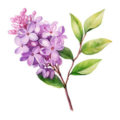 lilac branch with leaves
