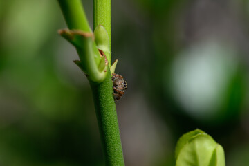 A Tiny Tan Jumping Spider on a Plant Stem