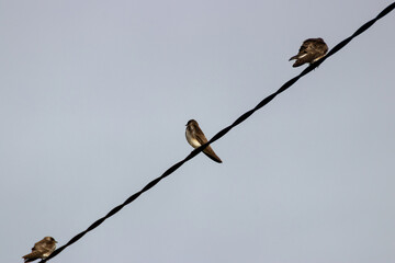 Pájaros sobre cableado