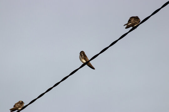 P&aacute;jaros sobre cableado