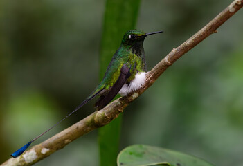 White-booted Racket-tail perched on a branch in South America