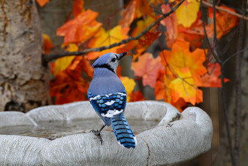 A Bluejay At Birdbath During an Autumn Morning