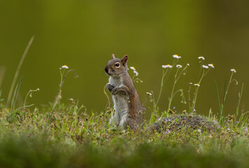 Gray Squirrel Standing in a Feild with Flowers