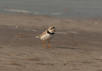 A Piping Plover at the Beach