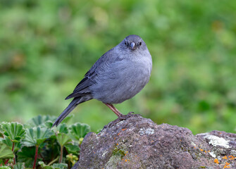 A Plumbeous Sierra Finch Perched on a Rock