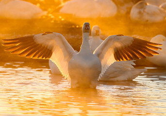 Snow Goose on Stretching Its Wings on a Winter Morning - obrazy, fototapety, plakaty