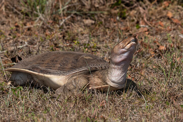 American Softshell Turtle in the Everglades