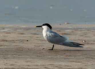 A Snadwich Tern on a Sandy Beach