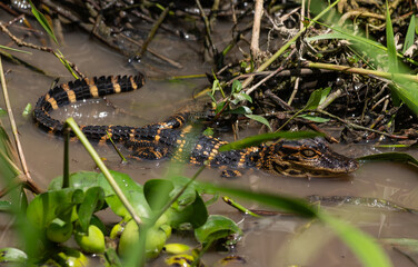 A Baby Alligator in a Small Swamp Pool