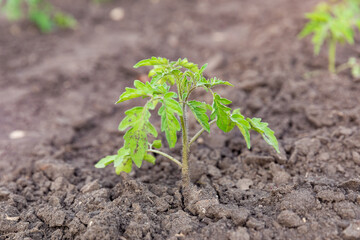 Tomato plant freshly planted in garden. Tomato seedlings in the spring. Seedlings of tomatoes grown for the greenhouse