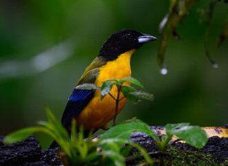 A Blue-winged Mountain Tanager on a Branch in the Rain